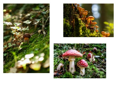 Turkey Tail Mushroom Coffee