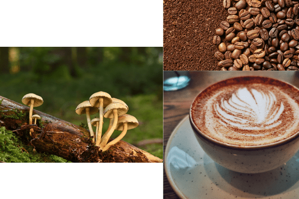 mushroom coffee